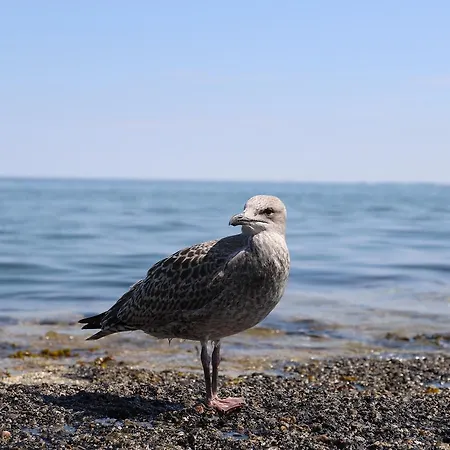 Haus Charlotte Auf Sylt, Strandnah Westerland